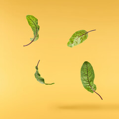 Fresh Red Veined Sorrel leaves or rumex sanguines falling in the air isolated on yellow background