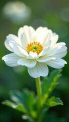 Fototapeta premium Close-up of pristine white ranunculus; soft focus, shallow depth of field , macro, fresh, white ranunculus