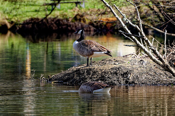 Zwei Wasservögel beim Nestbau © Sabine