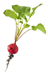 Fresh raw Red Radish with green leaves falling in the air isolated on white backgriund. Food...