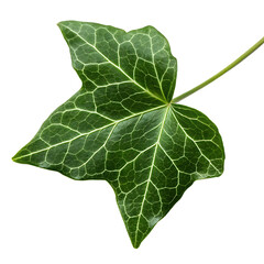Fototapeta premium Ivy leaf isolated on a transparent background