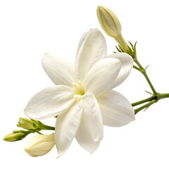 Obraz premium Jasmine flower isolated on a transparent background