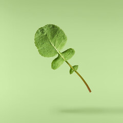 Fresh green Radish leaves falling in the air isolated on green backgriund. Food levitation or zero...