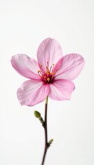 Obraz premium Single pale pink blossom, delicate petals, pure white backdrop, fragile, minimal photography, pink flower