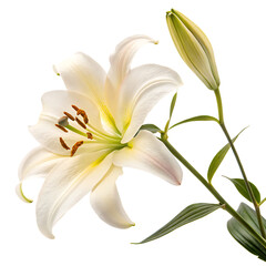 Obraz premium Lily flower isolated on a transparent background