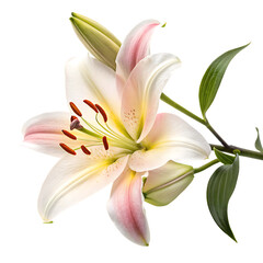 Obraz premium Lily flower isolated on a transparent background