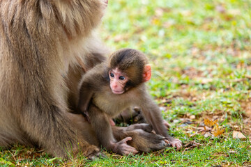 Baby Japanese monkey 日本猿の赤ちゃん