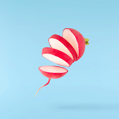 Fresh raw Red Radish with green leaves falling in the air isolated on blue backgriund. Food...