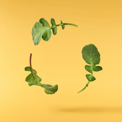 Fresh green Radish leaves falling in the air isolated on yellow backgriund. Food levitation or zero...