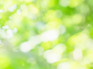 Obraz premium 新緑の木漏れ日の様子。爽やかな光の風景。