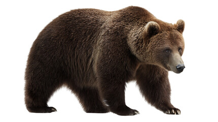 Obraz premium A powerful brown bear walking gracefully.