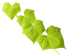 Fresh geen cucumber leaves falling in the air isolated on white background. Food levitation or zero...