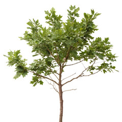 Fototapeta premium Tree branch isolated on a transparent background