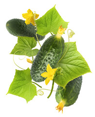Fresh raw cucumber with beautiful yellow flowers and green leaves falling in the air isolated on...
