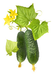 Fresh raw cucumber with beautiful yellow flowers and green leaves falling in the air isolated on...