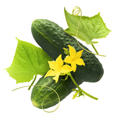 Fresh raw cucumber with beautiful yellow flowers and green leaves falling in the air isolated on...