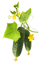 Fresh raw cucumber with beautiful yellow flowers and green leaves falling in the air isolated on...