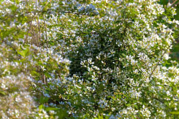 Thunberg spiraea or Thunberg's meadowsweet (Spiraea thunbergii) the rose family, native to East China and Japan,