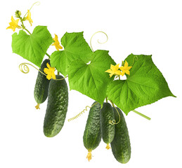 Fresh raw cucumber with beautiful yellow flowers and green leaves falling in the air isolated on white background. Food levitation or zero gravity conception