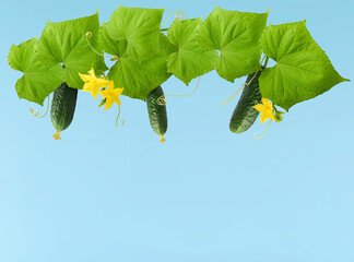 Fresh raw cucumber with beautiful yellow flowers and green leaves falling in the air isolated on...