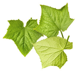 Fresh geen cucumber leaves falling in the air isolated on white background. Food levitation or zero gravity conception
