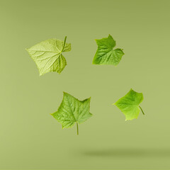 Fresh geen cucumber leaves falling in the air isolated on green background. Food levitation or zero...