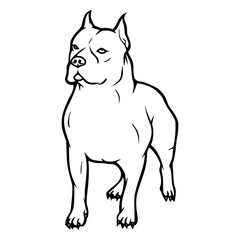Pitbull standing vector illustration