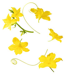 beautiful yellow cucumber flower falling in the air isolated on white background.