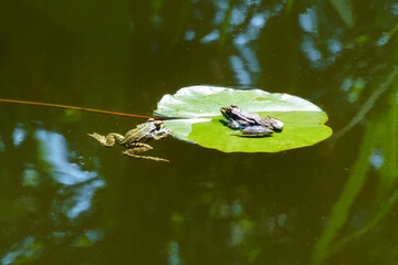 Two Frogs Rana ridibunda (pelophylax ridibundus) relax on lily pad in  serene pond, surrounded by...