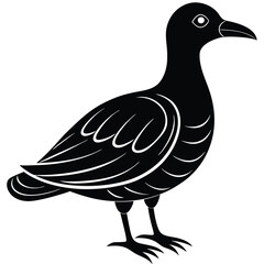 A oilbird-vector-style-illustration 