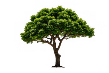 Sal Tree Isolated on White Background for Stock Photography

