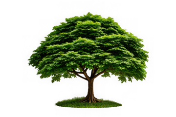 Sal Tree Isolated on White Background for Stock Photography

