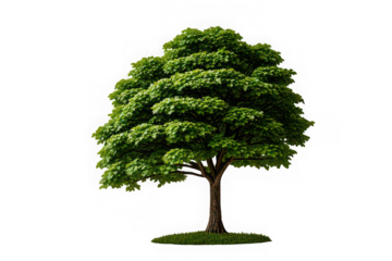 Sal Tree Isolated on White Background for Stock Photography

