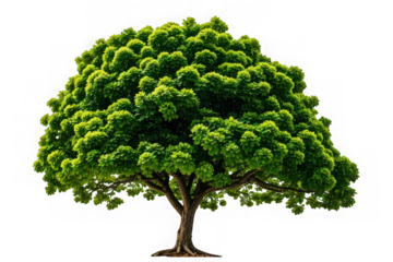 Sal Tree Isolated on White Background for Stock Photography

