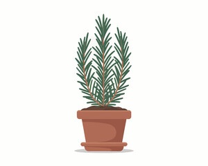 Obraz premium Rosemary Herb Plant in Pot for Indoor Gardening