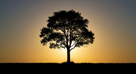 Obraz premium Silhouette of a majestic tree at sunset