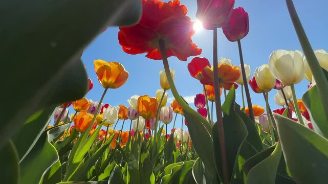 Slow motion movie. Spring bloom of the famous tulip fields in the Netherlands. Beautiful tulip fields in spring 