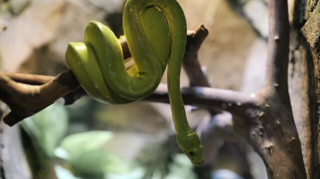 Footage of Green tree python coiled on tree branches
