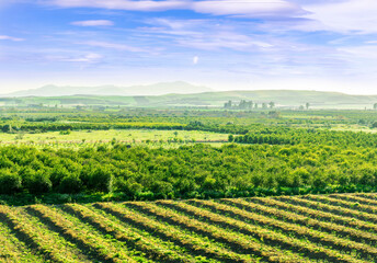 Naklejka premium beautiful view in a green farm field with rows of rural plants and vegetables with amazing sunset or sunrise on background of agricultural landscape