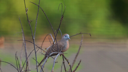 zebra perched, bird in tree. asian bird