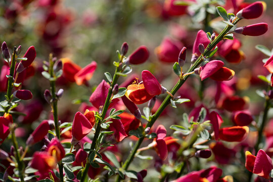 Close up on the flowers of a Cytisus scoparius &ldquo;Red Lion&rdquo;. This plant produces dark red flowers.