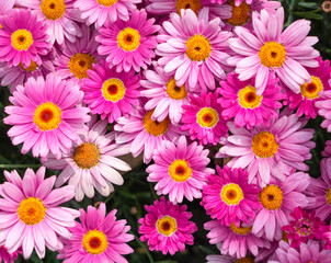 nature background of blooming red flower