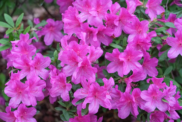 pink Rhododendron blooming in spring