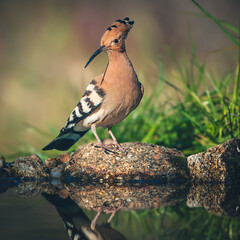 Hoopoe walking around the lagoon looking for food