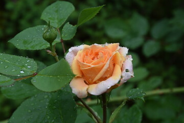 gelbe Rose
