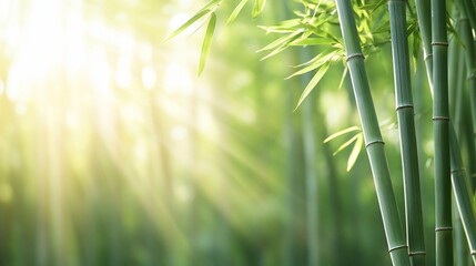 Green bamboo stalks, leaves bathed in sunlight with bright rays, nature scene