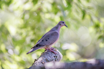 Eared Dove (Zenaida auriculata) perched on a branch on blurred background.