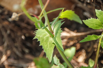 selective close up shot green leaves in the forest