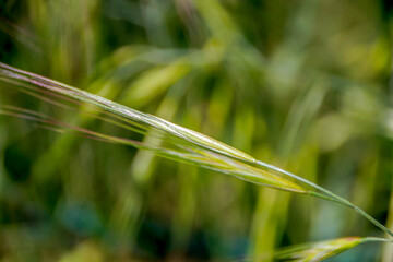 selective close up grass spike in the meadow