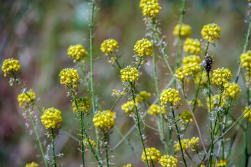 wild yellow flowers in the field in spring
